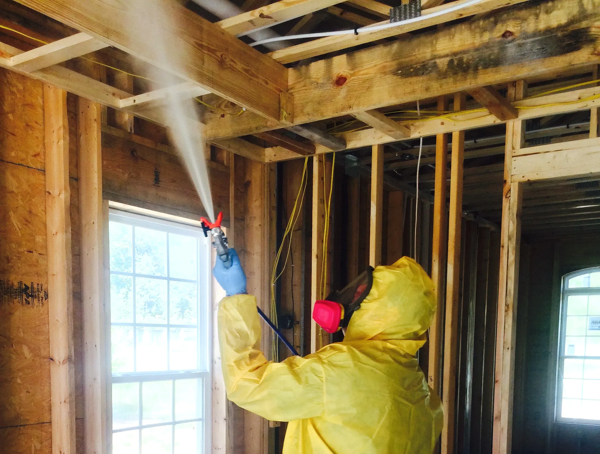 Professional mold remediation treatment
